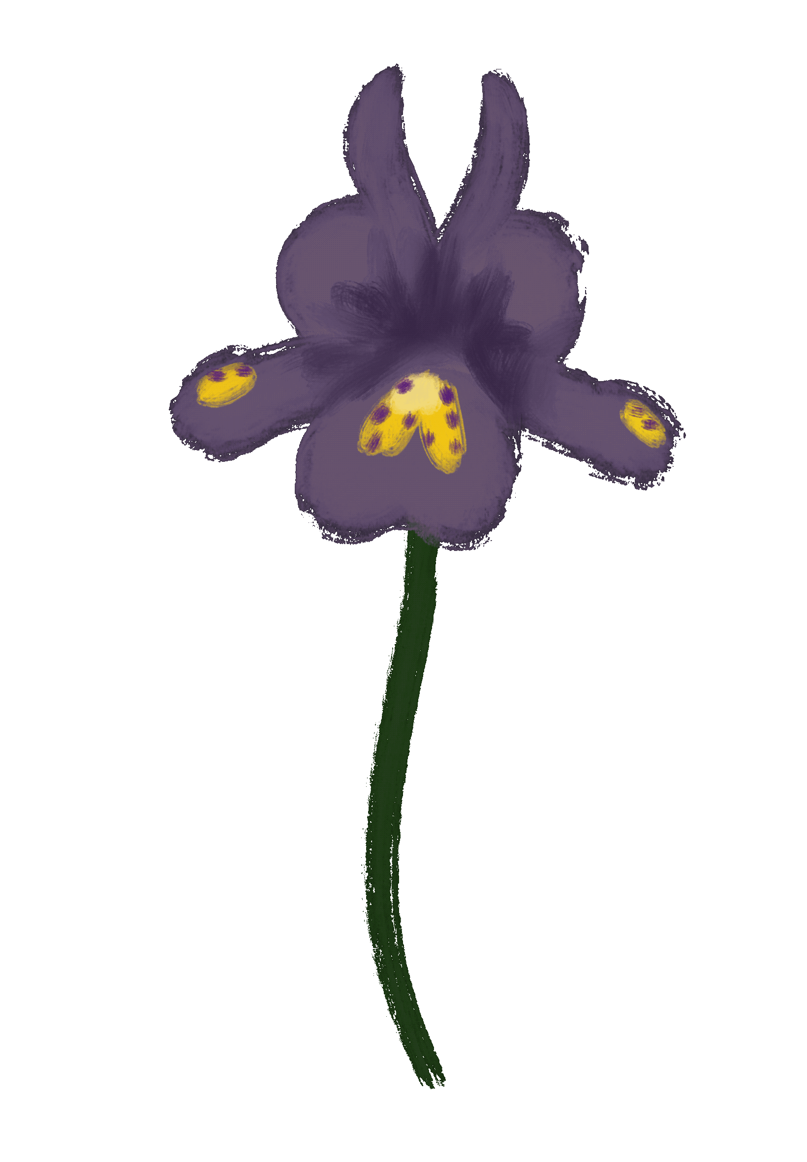 Iris Reticulata
